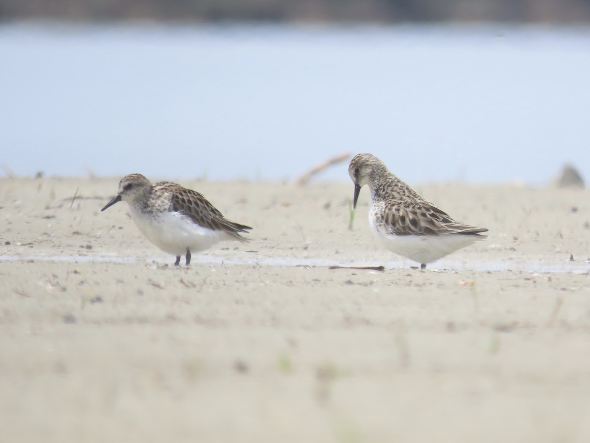 Semipalmated Sandpiper - ML638314064