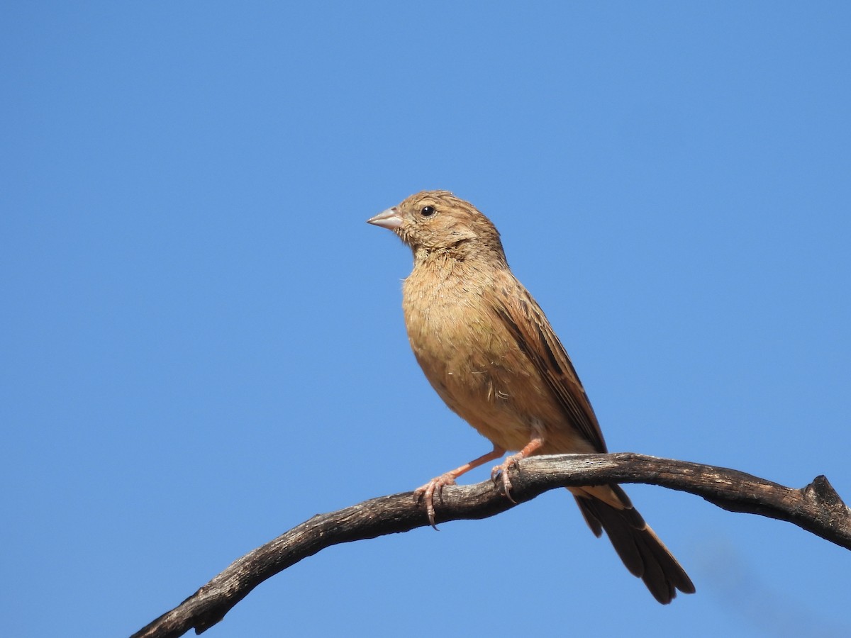 Lark-like Bunting - ML638314070