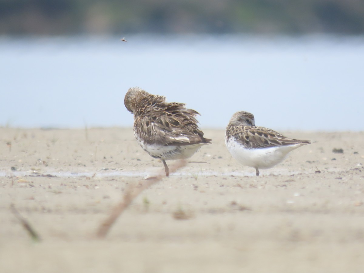 Semipalmated Sandpiper - ML638314071
