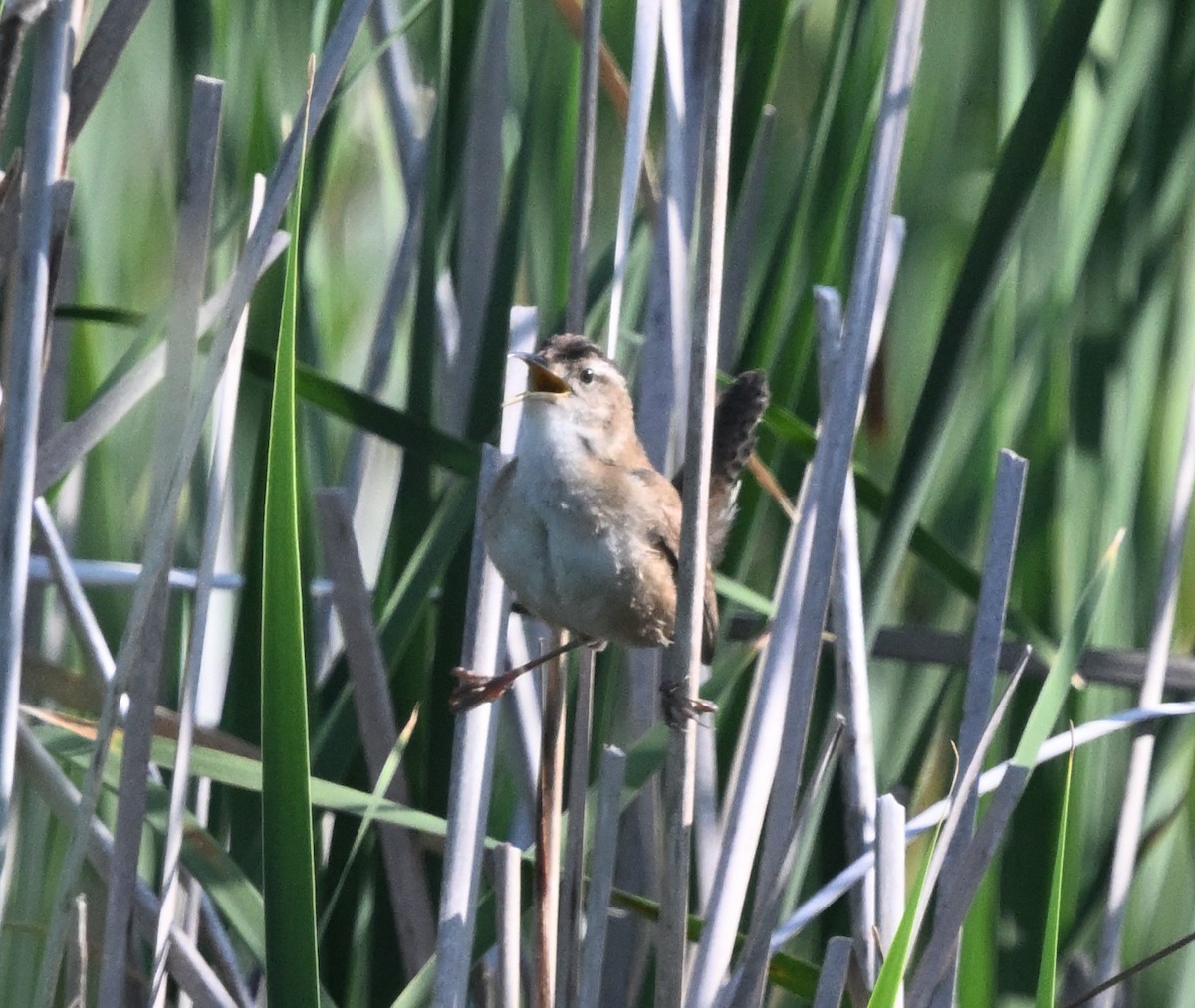 Marsh Wren - ML638314082