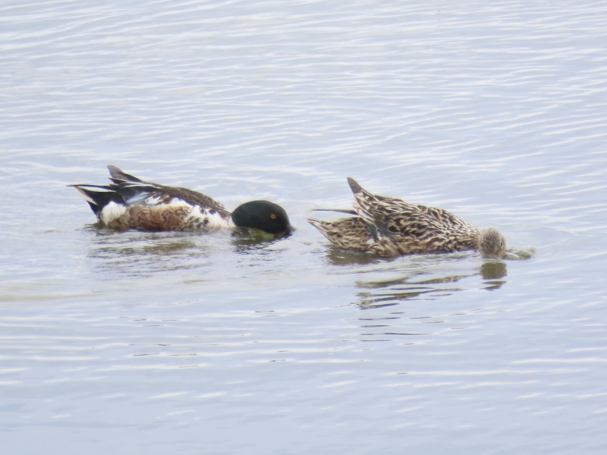 Northern Shoveler - ML638314115