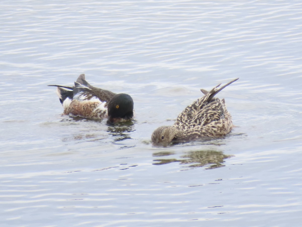 Northern Shoveler - ML638314116