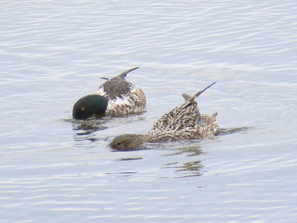 Northern Shoveler - ML638314117