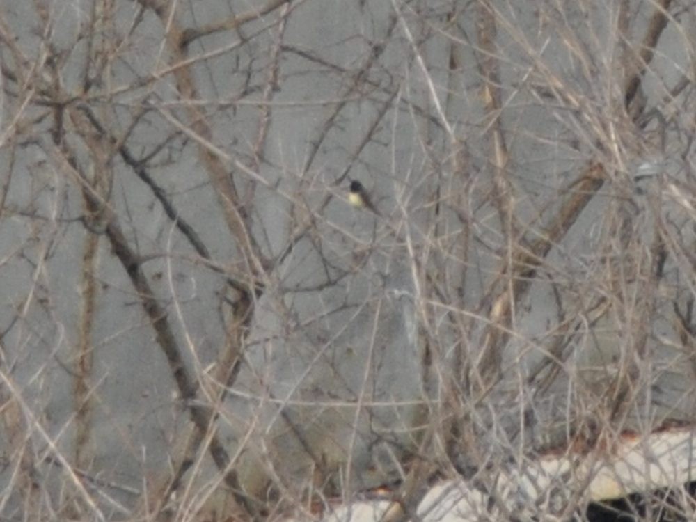 Yellow-bellied Seedeater - ML638314118