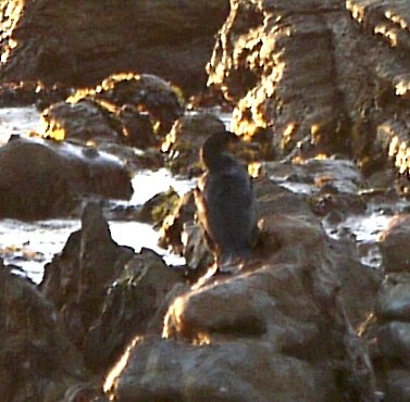Cape Cormorant - ML638314121