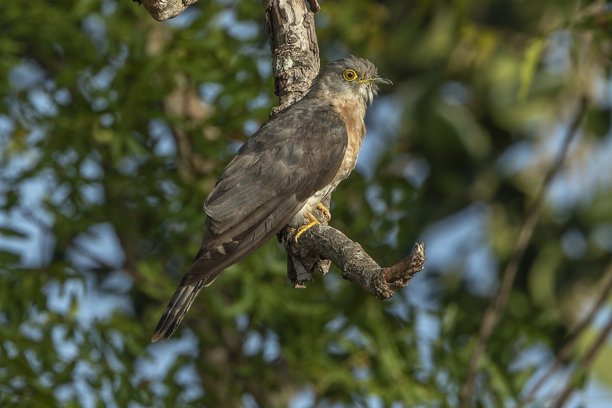 Common Hawk-Cuckoo - ML638314125