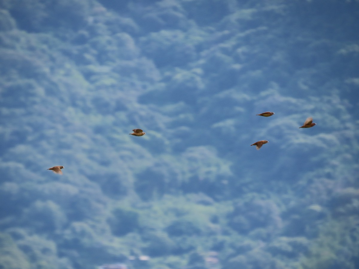 Chestnut Munia - ML638314130