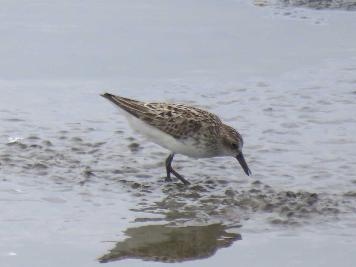 Semipalmated Sandpiper - ML638314133