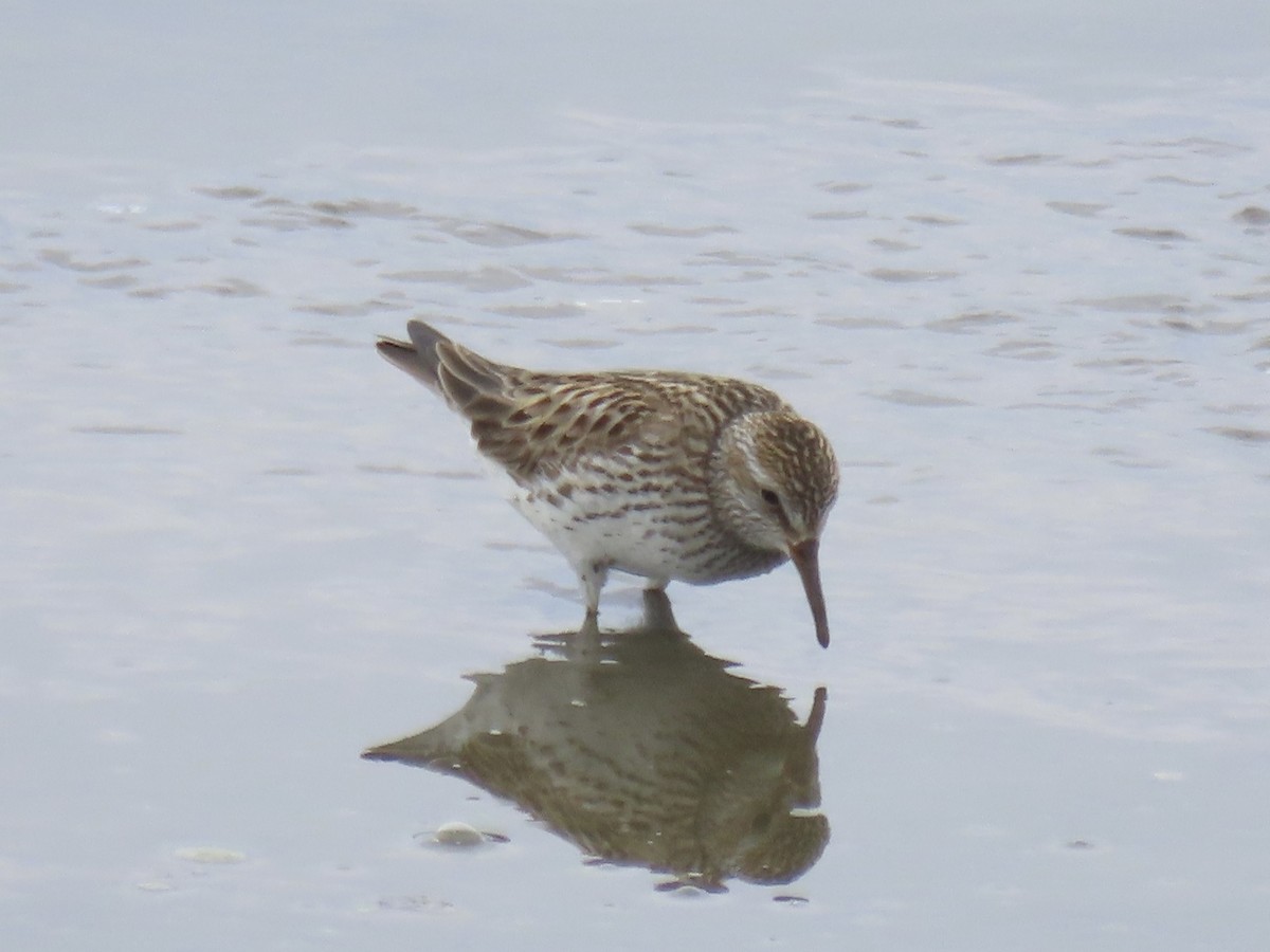 White-rumped Sandpiper - ML638314134