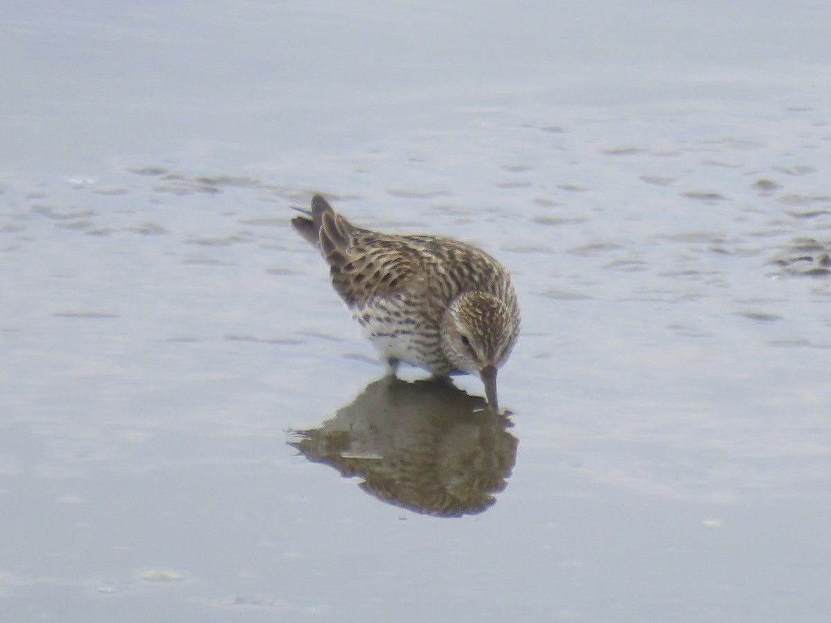 White-rumped Sandpiper - ML638314135