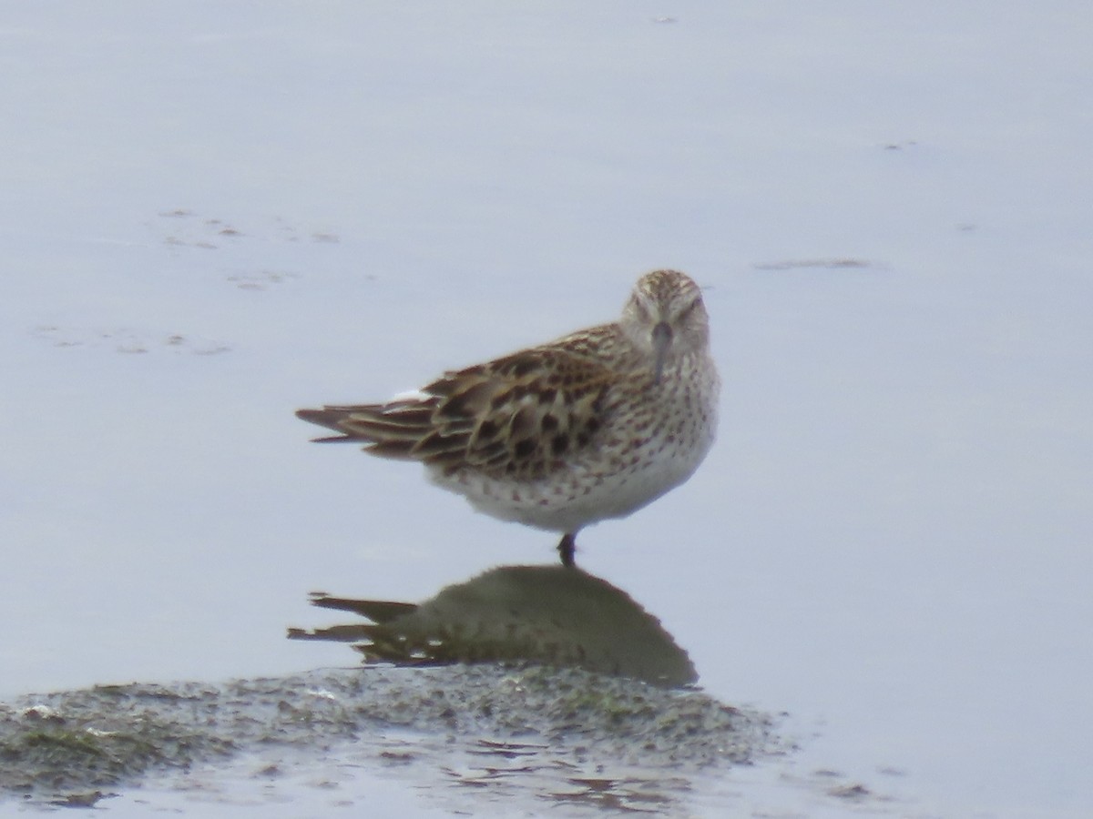 White-rumped Sandpiper - ML638314136