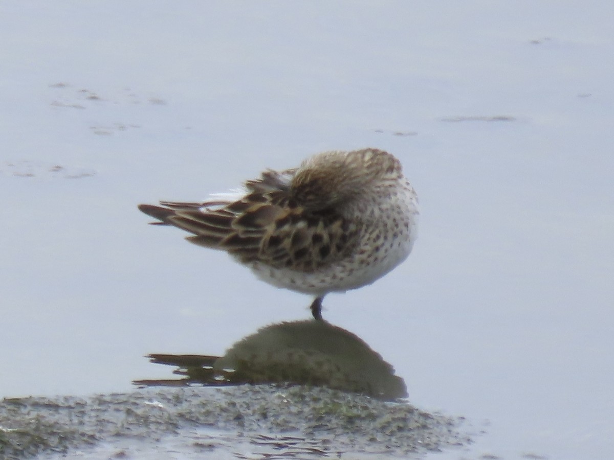 White-rumped Sandpiper - ML638314140