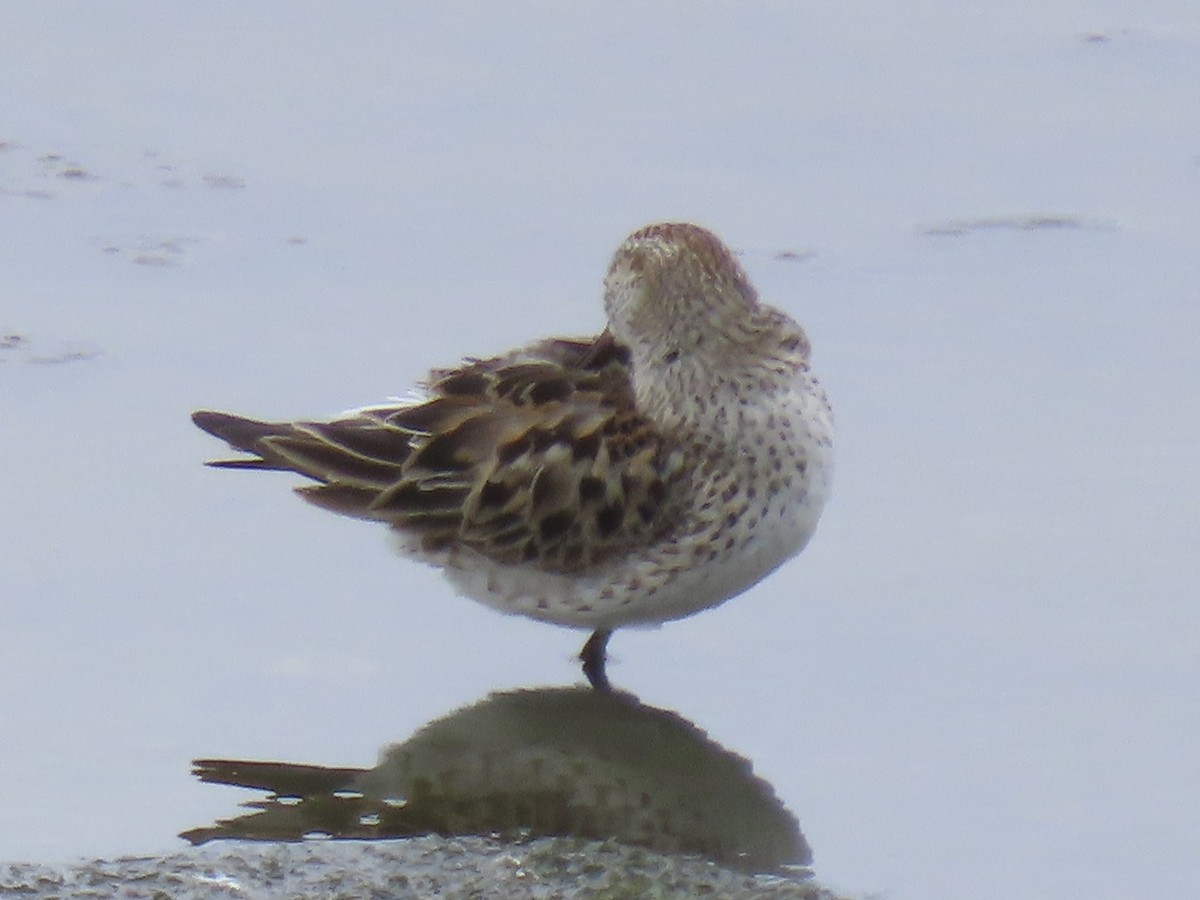 White-rumped Sandpiper - ML638314141