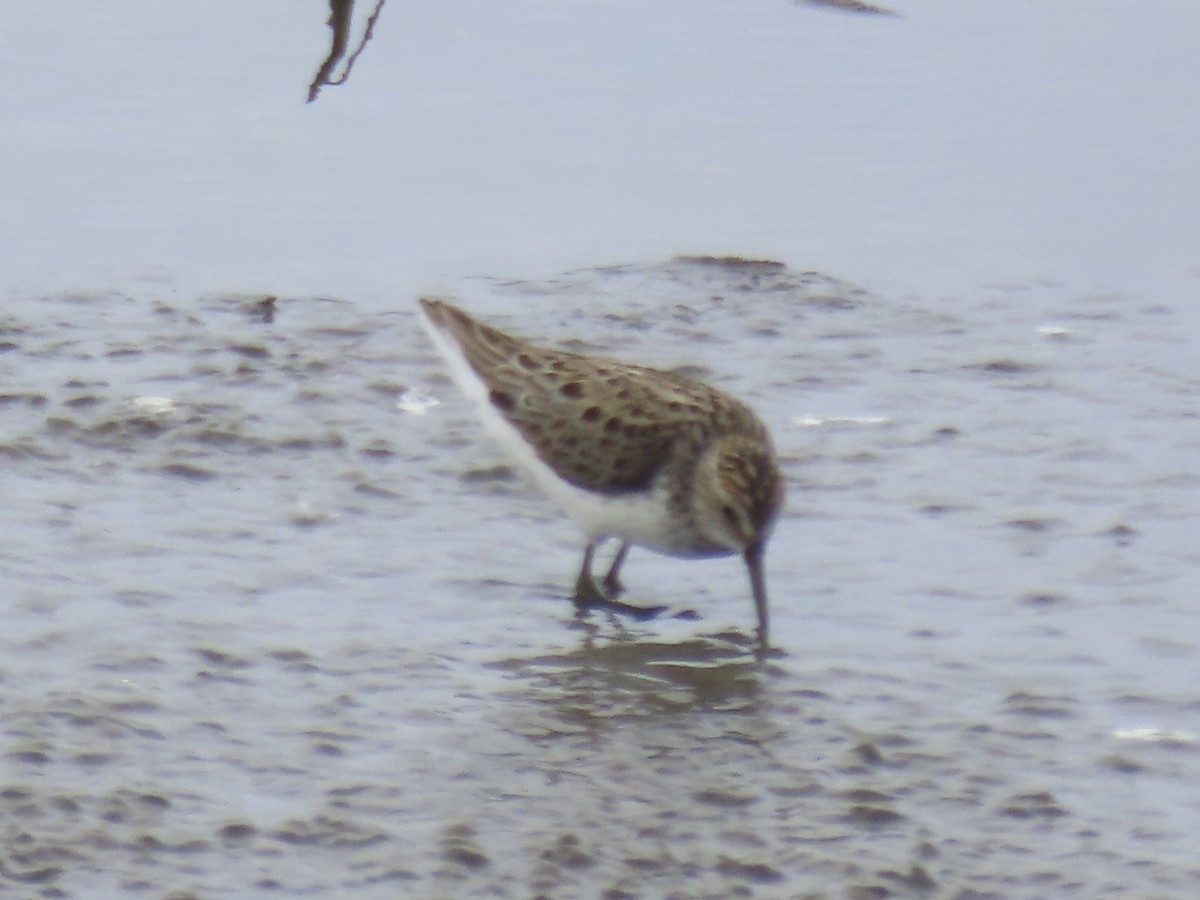 Semipalmated Sandpiper - ML638314145