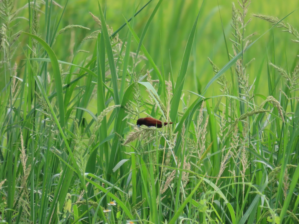 Chestnut Munia - ML638314146