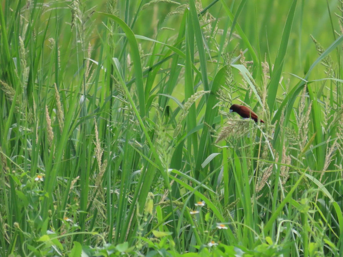 Chestnut Munia - ML638314147