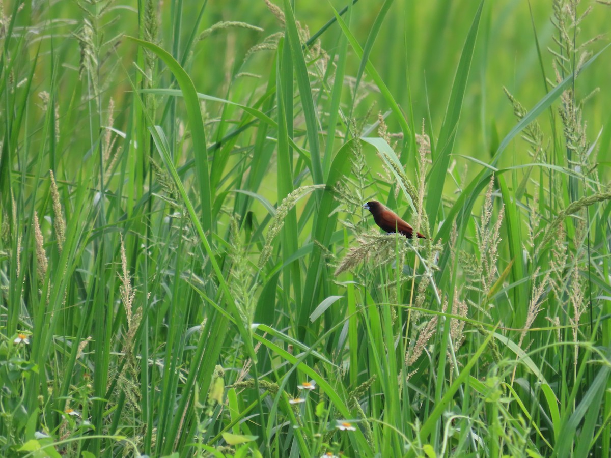 Chestnut Munia - ML638314148