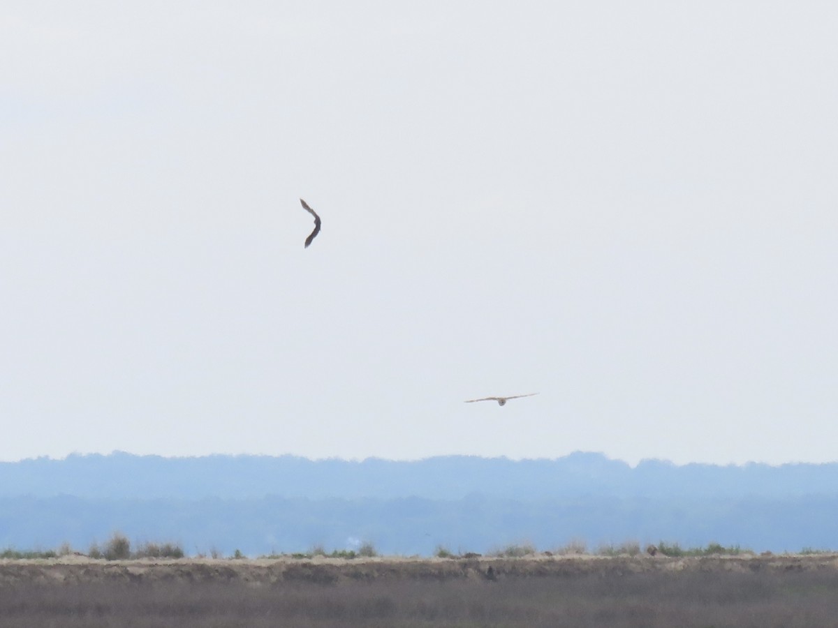 Short-eared Owl (Northern) - ML638314161