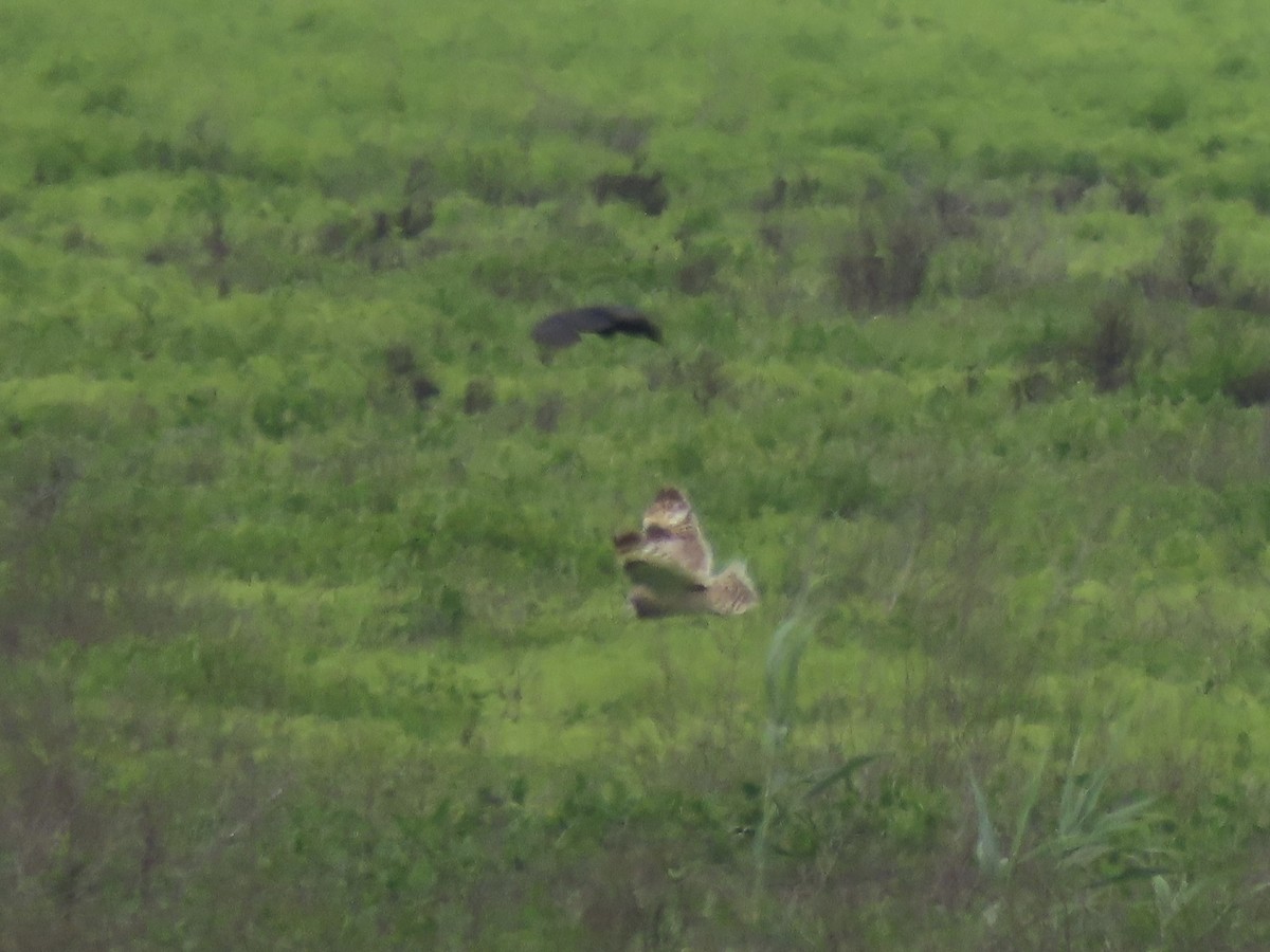 Short-eared Owl (Northern) - ML638314164