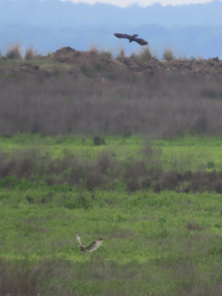 Short-eared Owl (Northern) - ML638314167