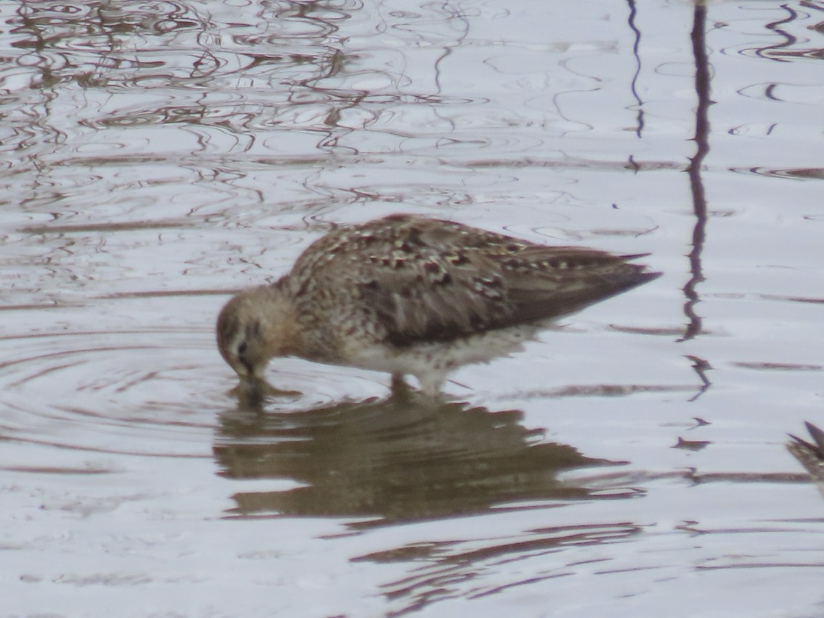 Short-billed Dowitcher - ML638314170