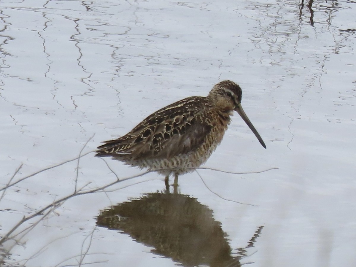 Short-billed Dowitcher - ML638314171