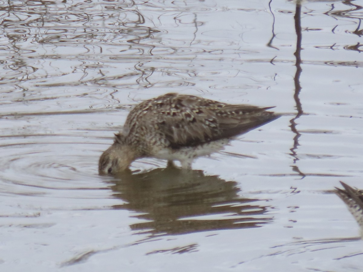 Short-billed Dowitcher - ML638314172