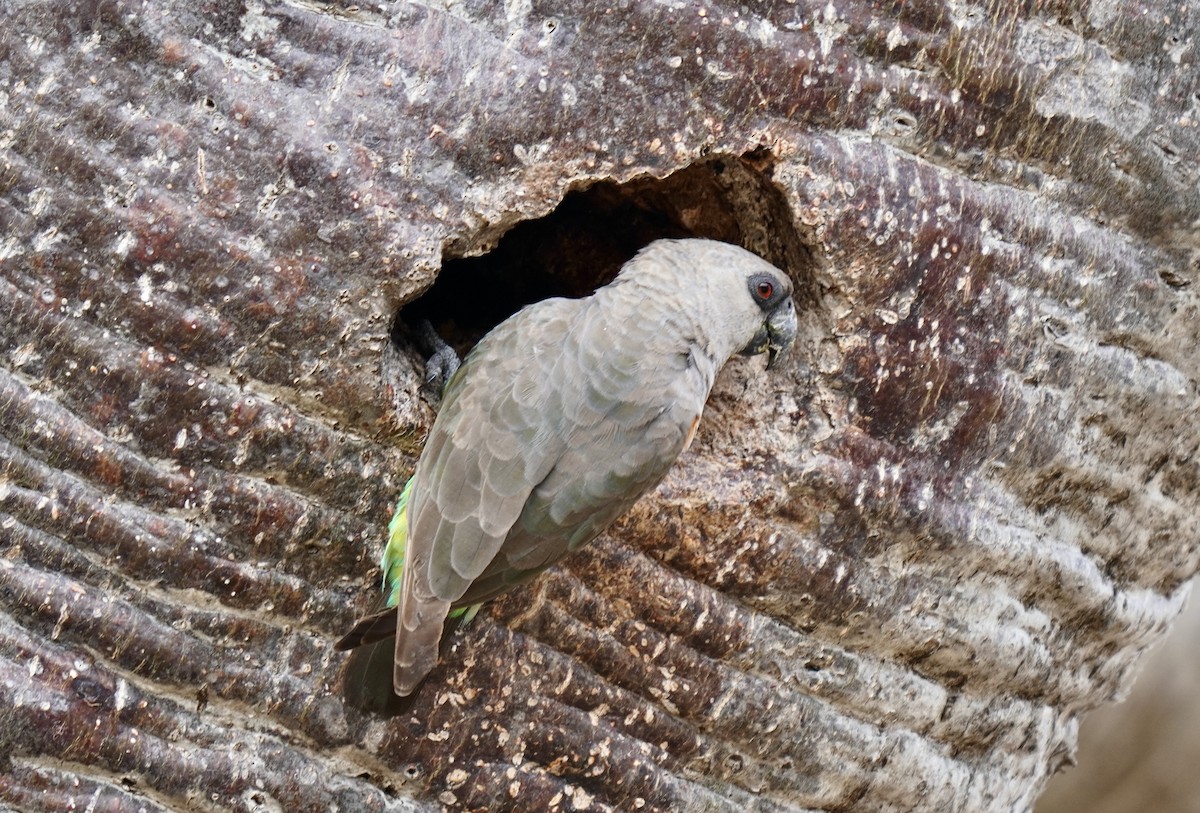 Red-bellied Parrot - ML638314173