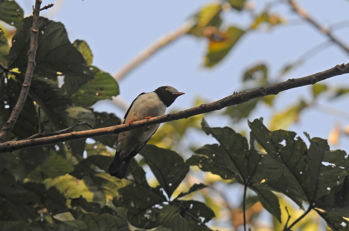 Red-billed Helmetshrike - ML638314177