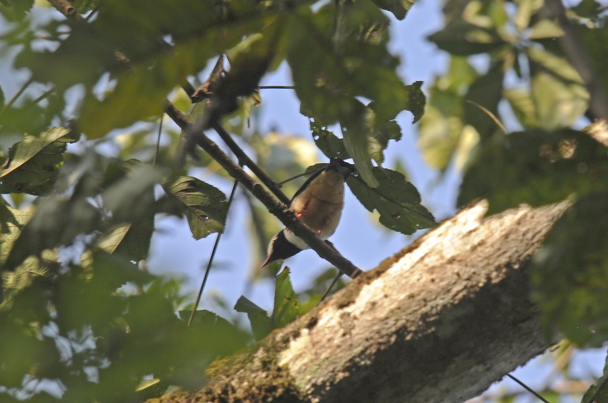 Red-billed Helmetshrike - ML638314178