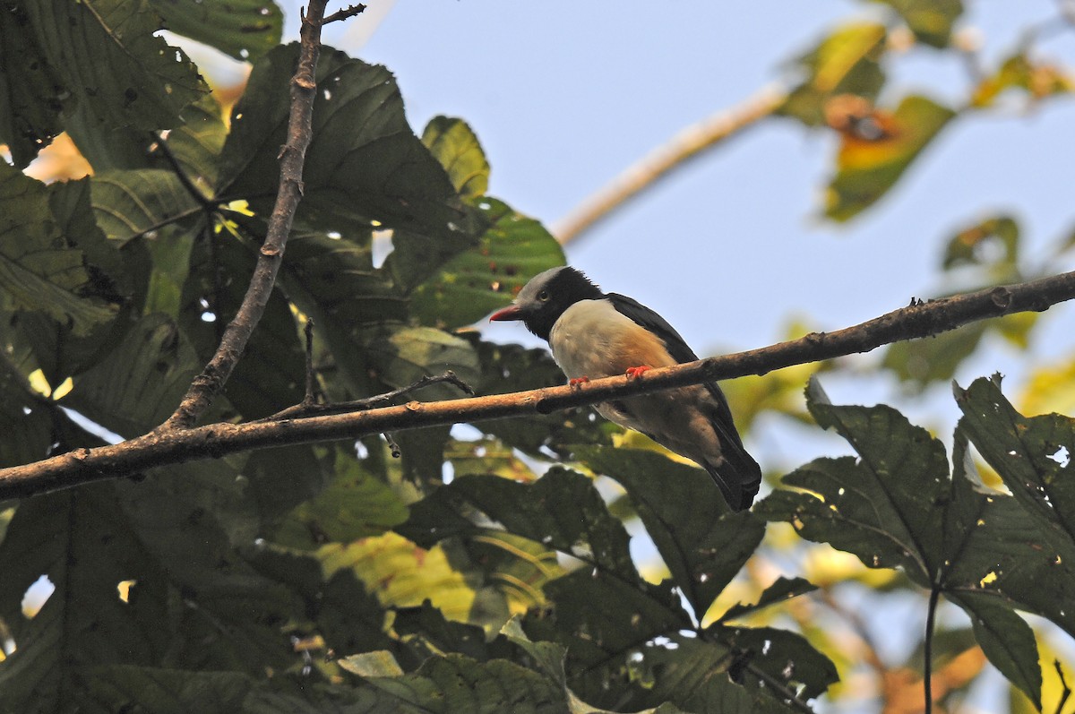 Red-billed Helmetshrike - ML638314179