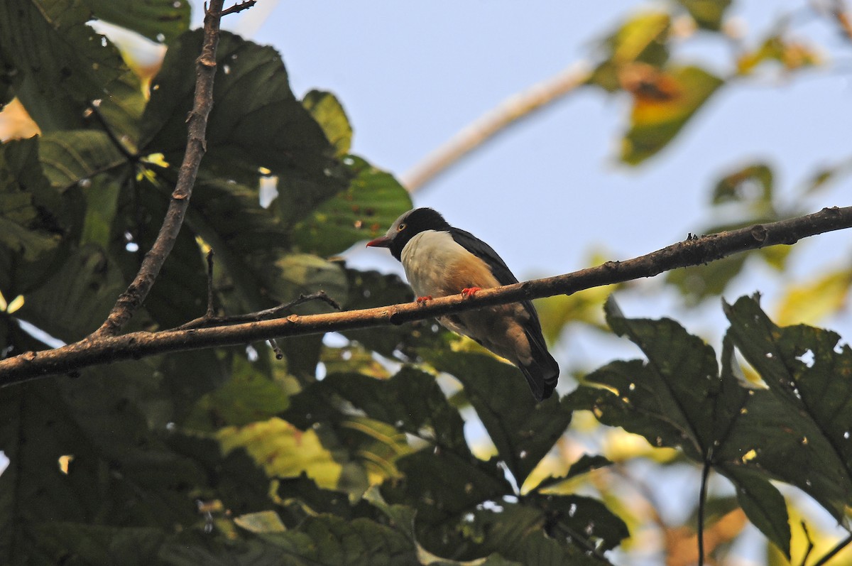 Red-billed Helmetshrike - ML638314181