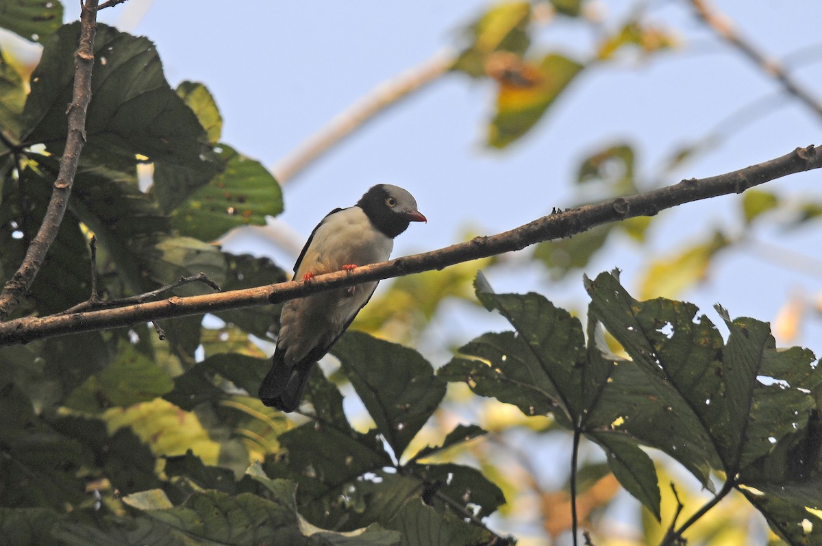 Red-billed Helmetshrike - ML638314182