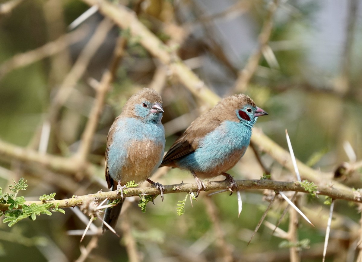 Red-cheeked Cordonbleu - ML638314185