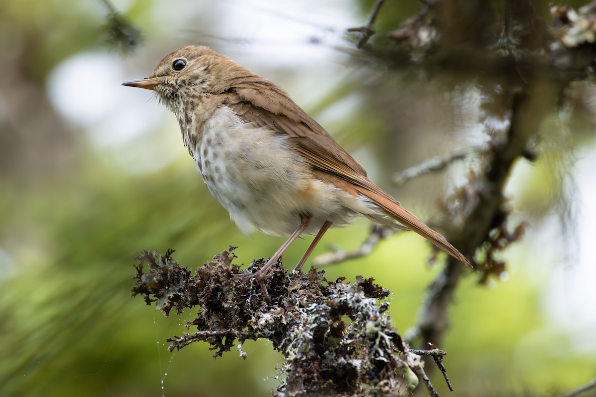 Hermit Thrush - ML638314187