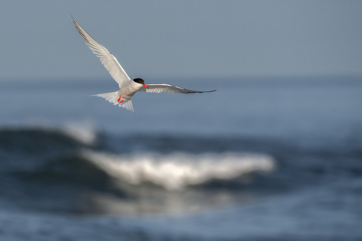 Common Tern - ML638314202