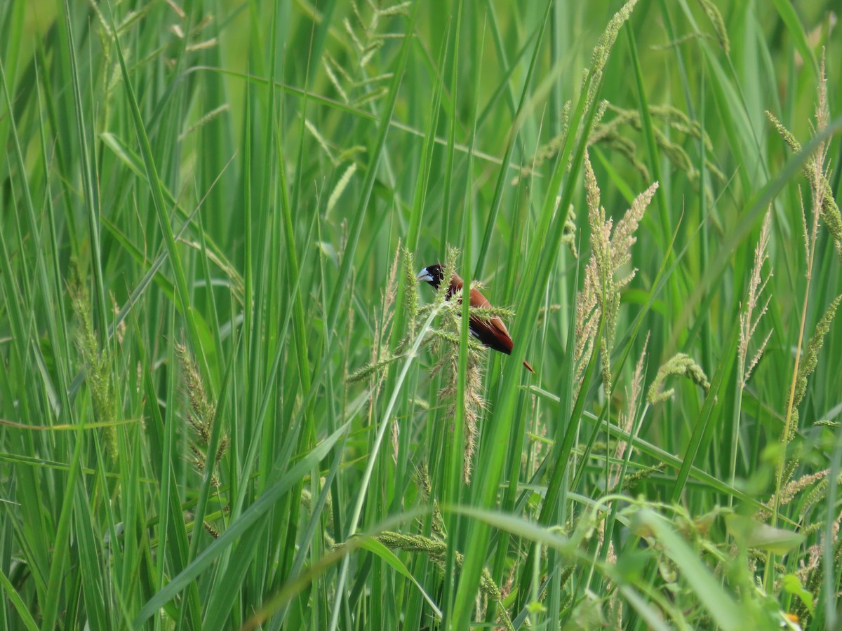 Chestnut Munia - ML638314203