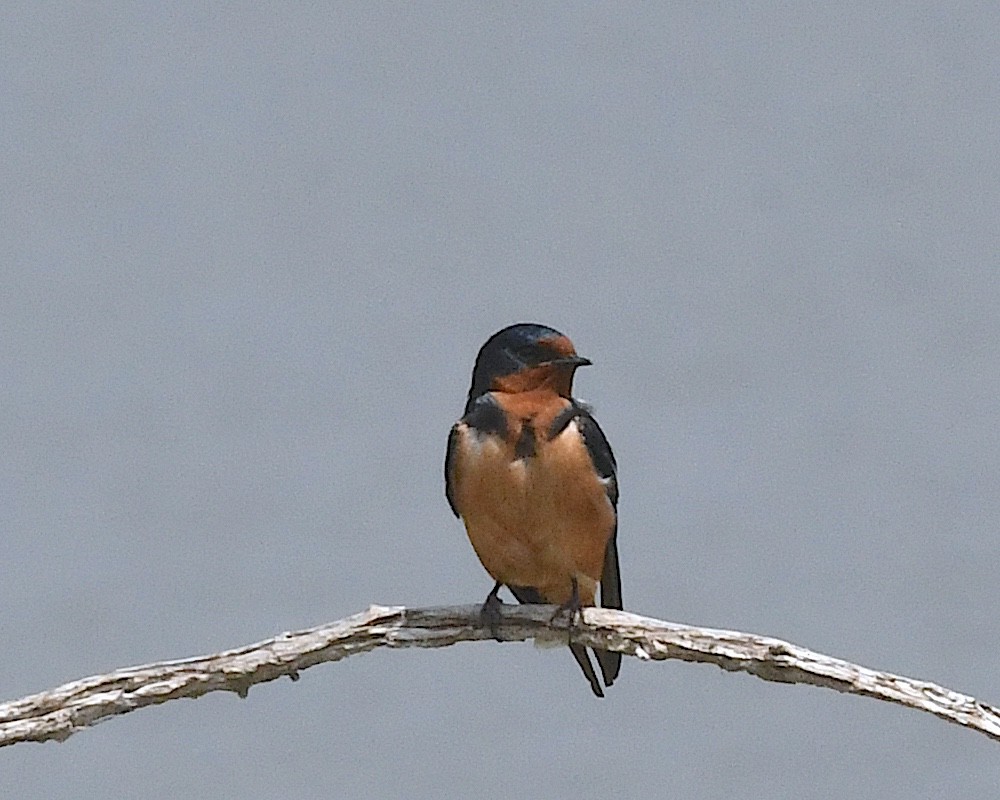 Barn Swallow (American) - ML638314205