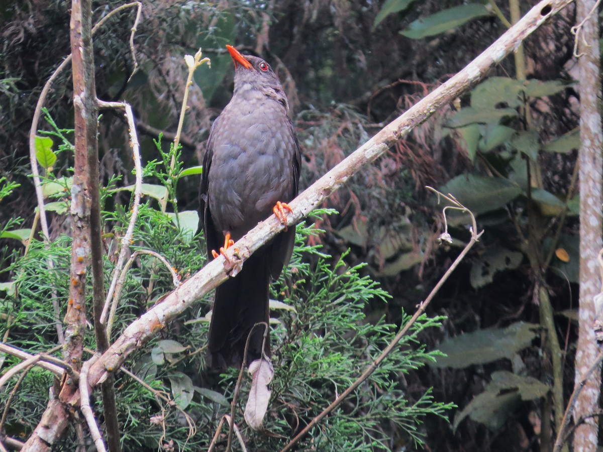 Great Thrush - ML638314207