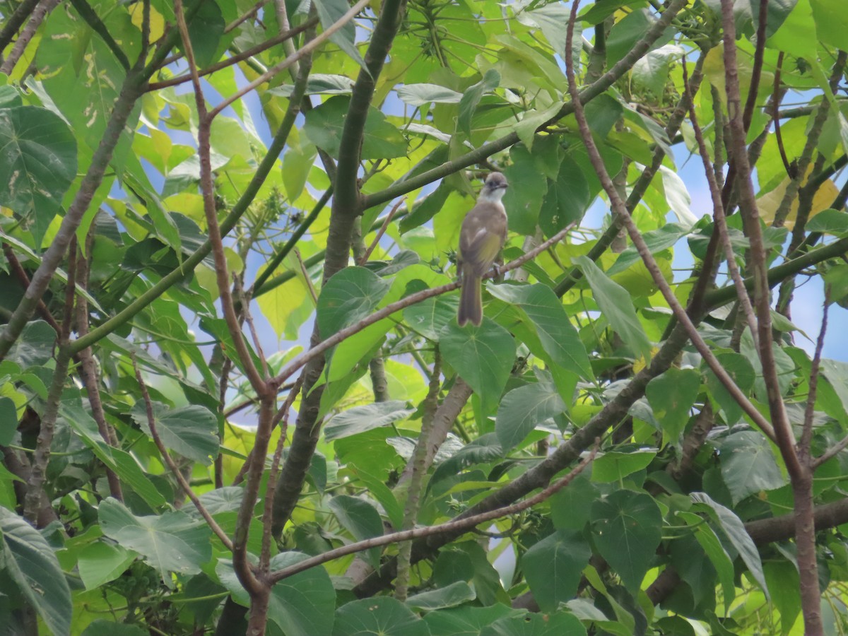 Light-vented Bulbul - ML638314212