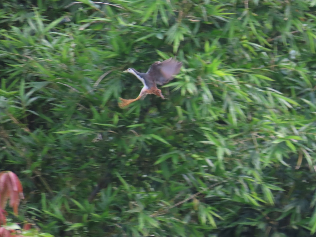 White-breasted Waterhen - ML638314216