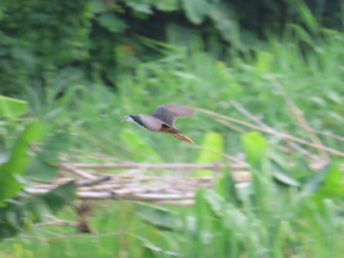 White-breasted Waterhen - ML638314217