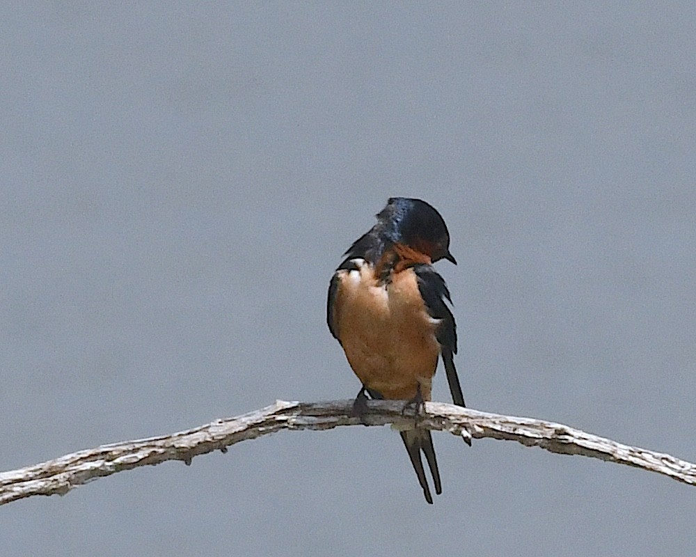 Barn Swallow (American) - ML638314220