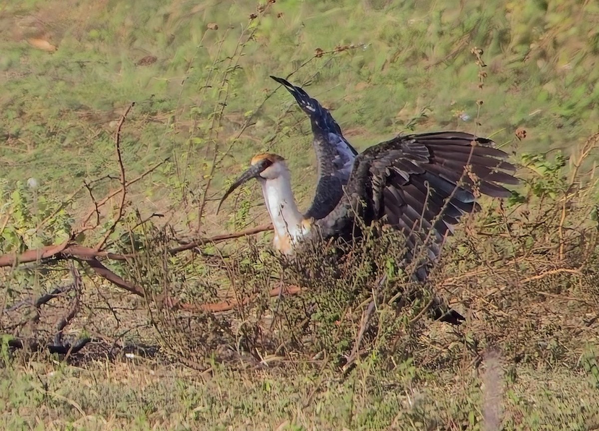 Buff-necked Ibis - ML638314222