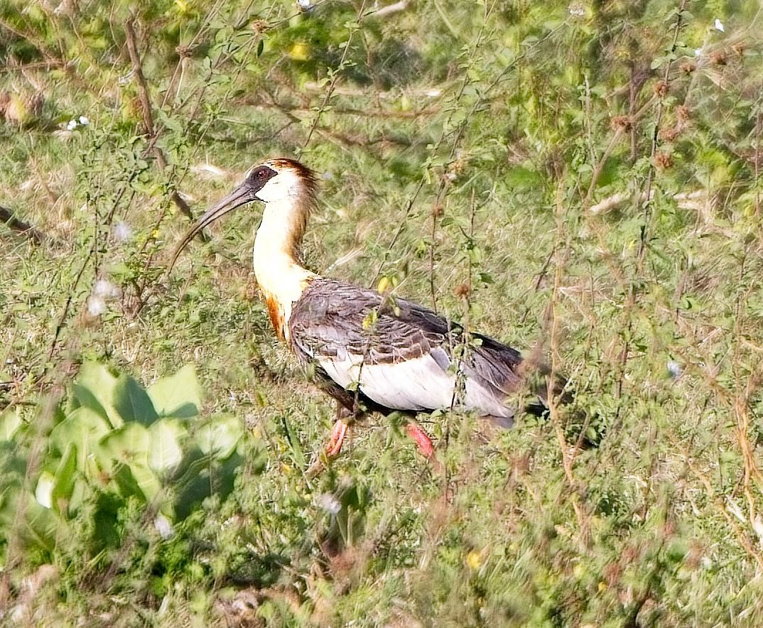 Buff-necked Ibis - ML638314223