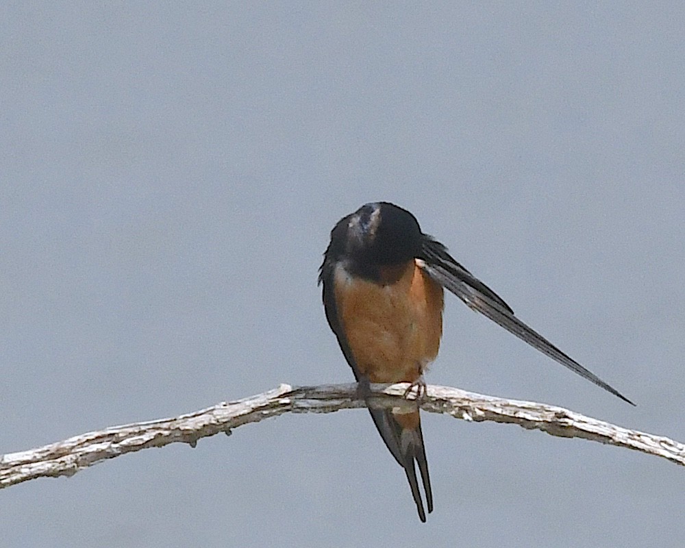 Barn Swallow (American) - ML638314228