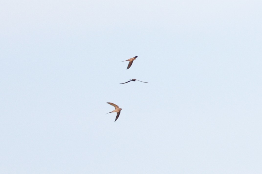 African Palm Swift - ML638314233