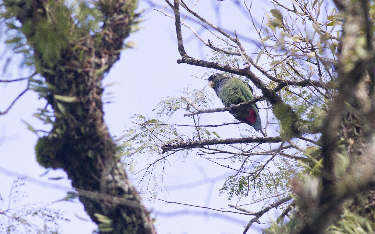 Scaly-headed Parrot - ML638314234