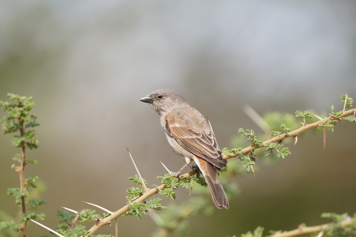 Northern Gray-headed Sparrow - ML638314236