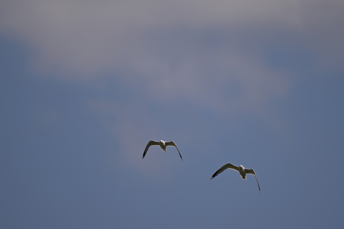 Ring-billed Gull - ML638314243